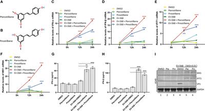 Pterostilbene, an active constituent of blueberries, enhances innate immune activation and restricts enterovirus D68 infection